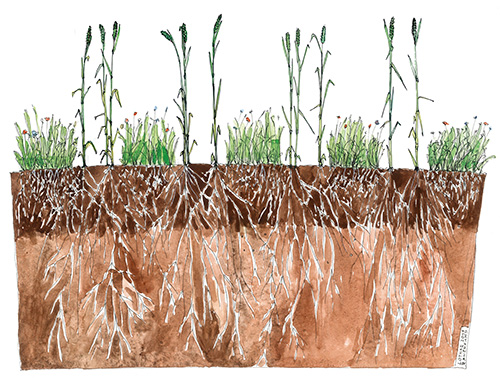 Getreide mit Begleitpflanzen im CRF System: Doppelreihe mit 50 cm Abstand